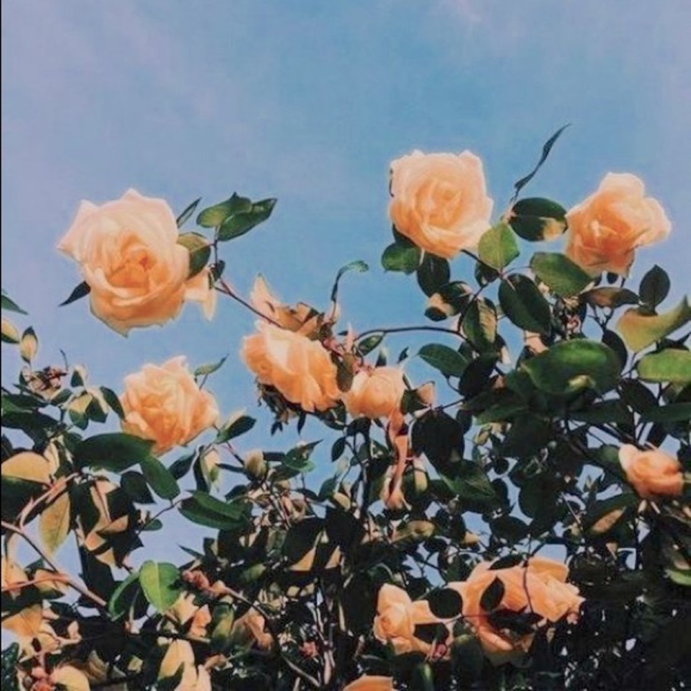 Meet your Posher, Chevy